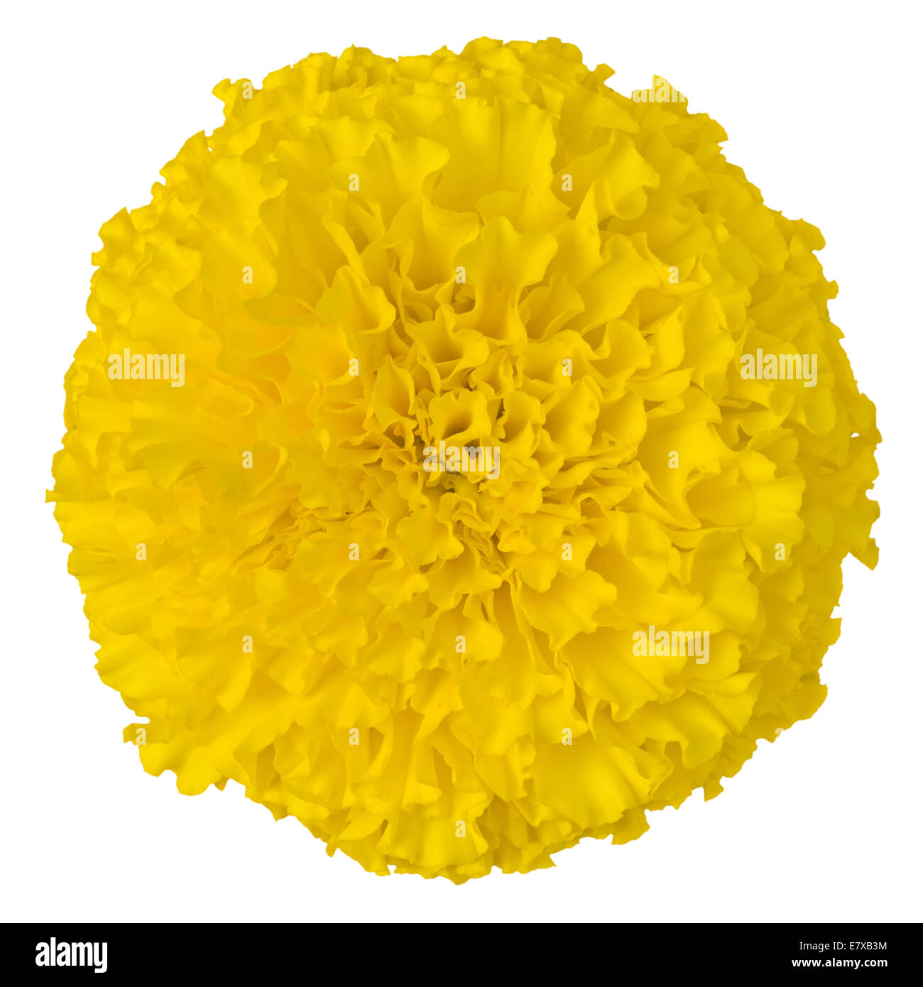 Close-up large Yellow Marigold flower on white background Stock Photo