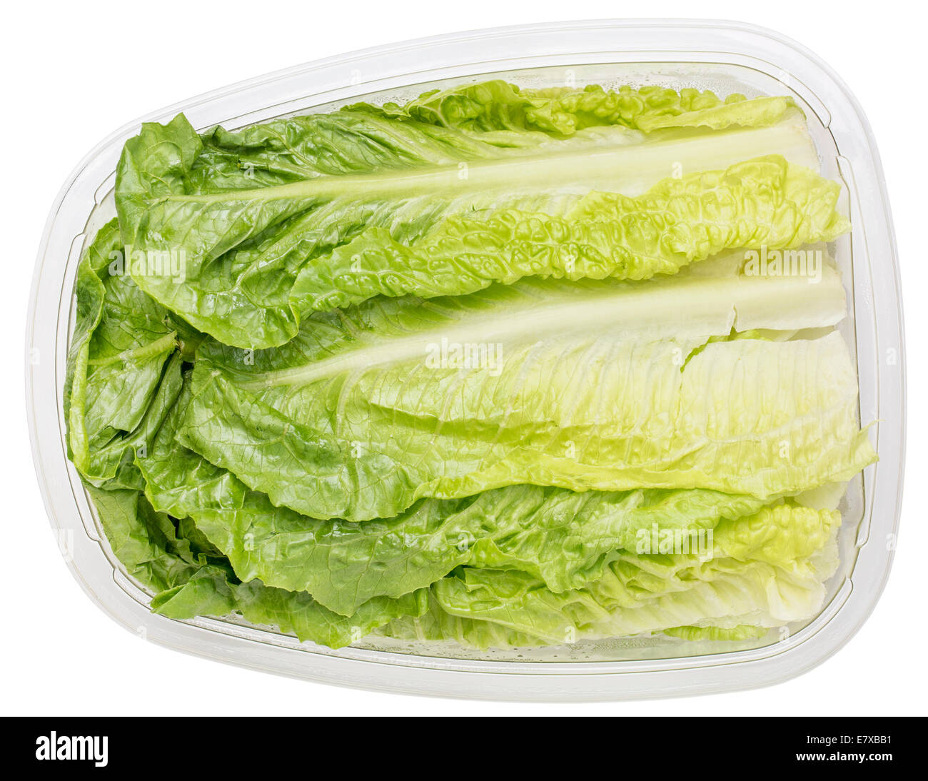 Romaine lettuce container High Resolution Stock Photography and Images
