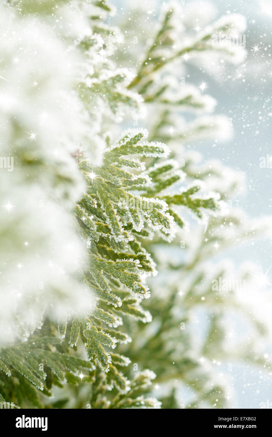 Close up on Christmas tree covered with snow Stock Photo - Alamy