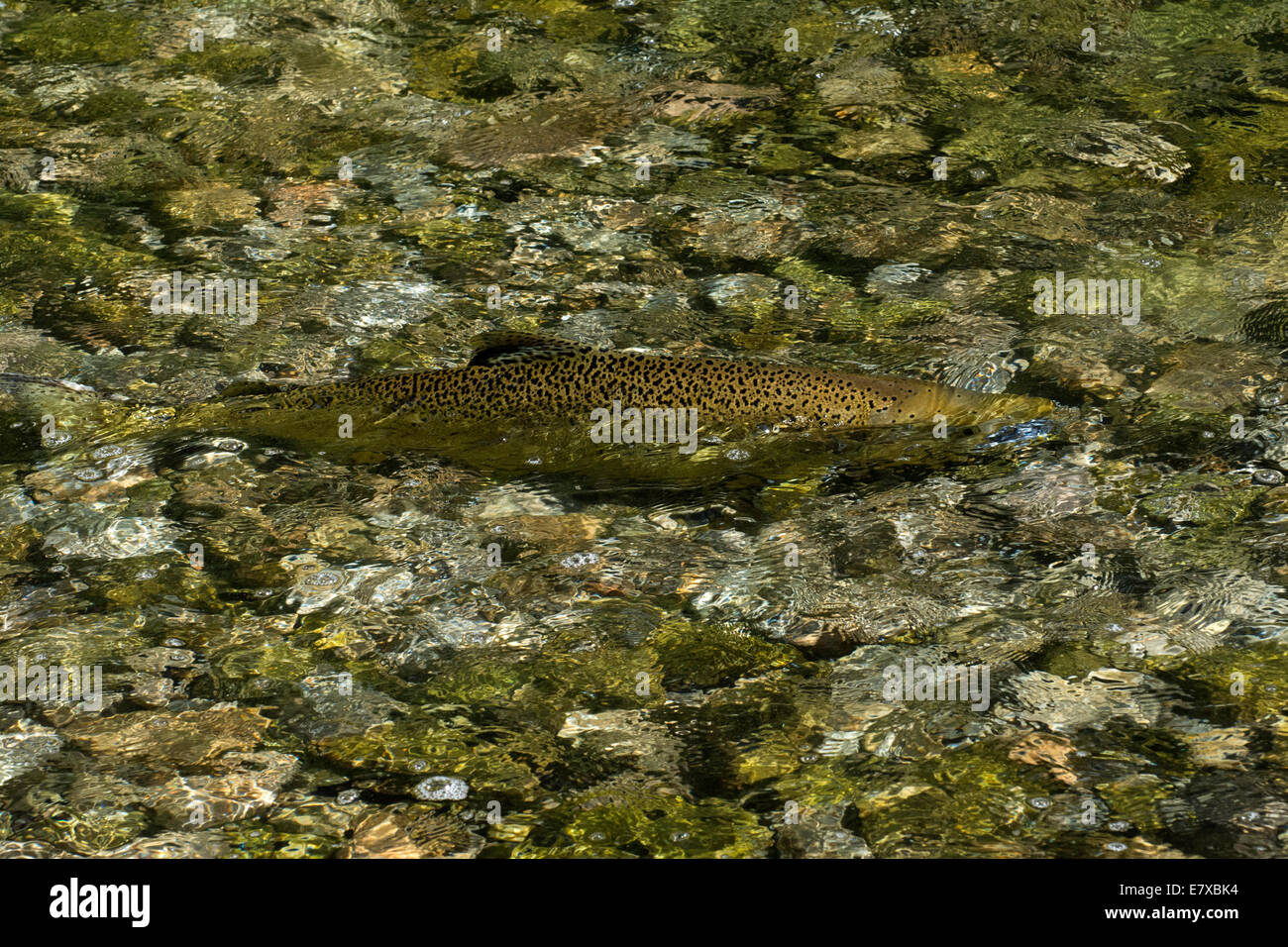 A Chinook Salmon fighting its way up the Kagawong River, Manitoulin