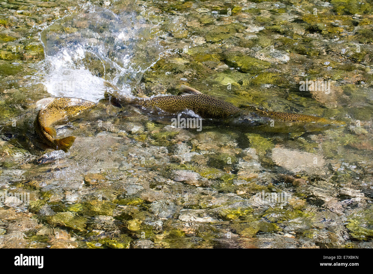 Chinook Salmon spawning. Stock Photo