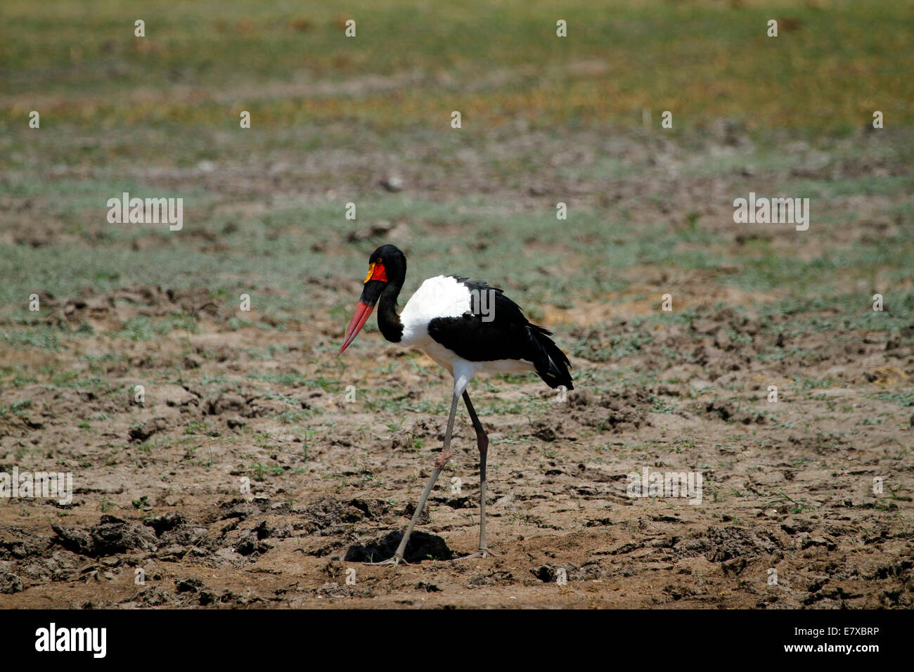 African Birdlife, the beautiful red black & white Saddle-bill stork with long legs & bill Stock Photo