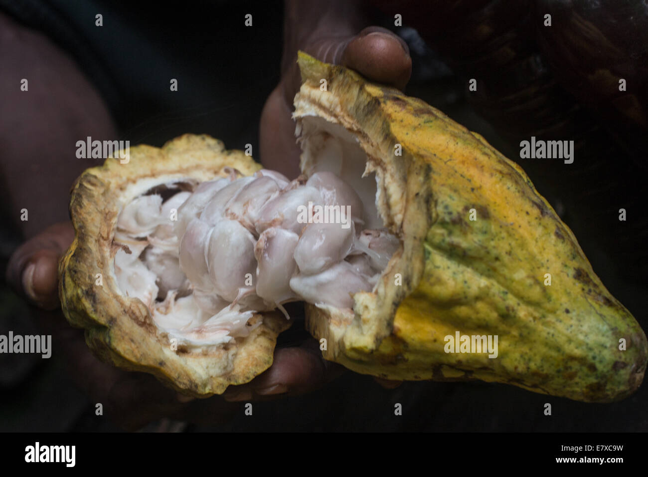 man holding open yellow cacao pod showing white seeds inside Stock Photo