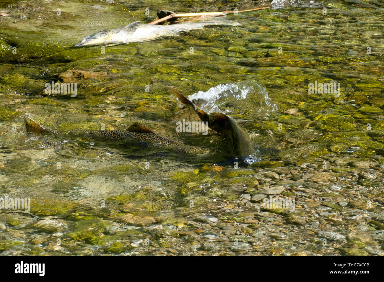 Chinook Salmon spawning, Manitoulin Island, Ontario Stock Photo Alamy