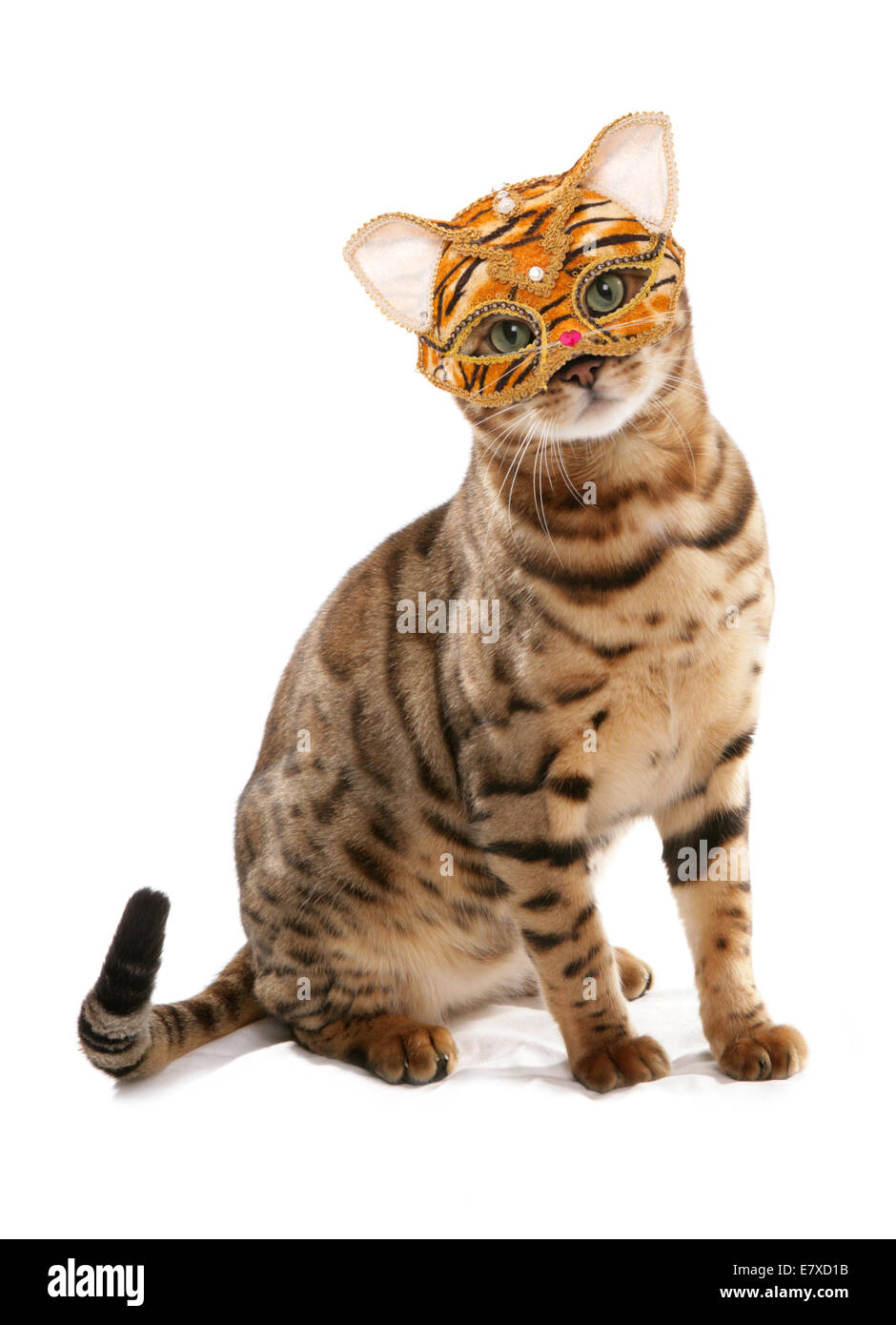 Bengal cat with a tiger masquerade mask cutout Stock Photo