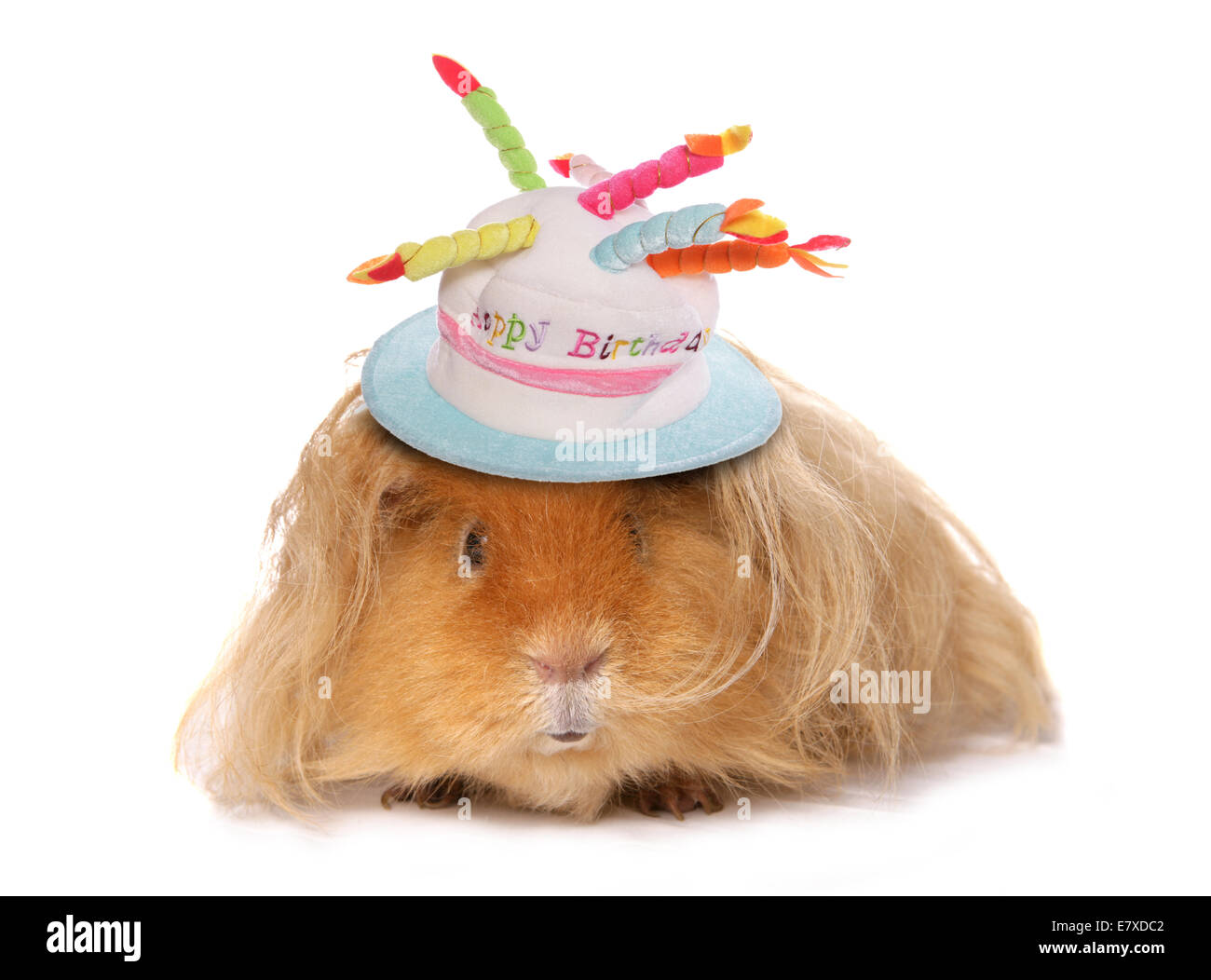 Guinea pig wearing a birthday hat cutout Stock Photo Alamy