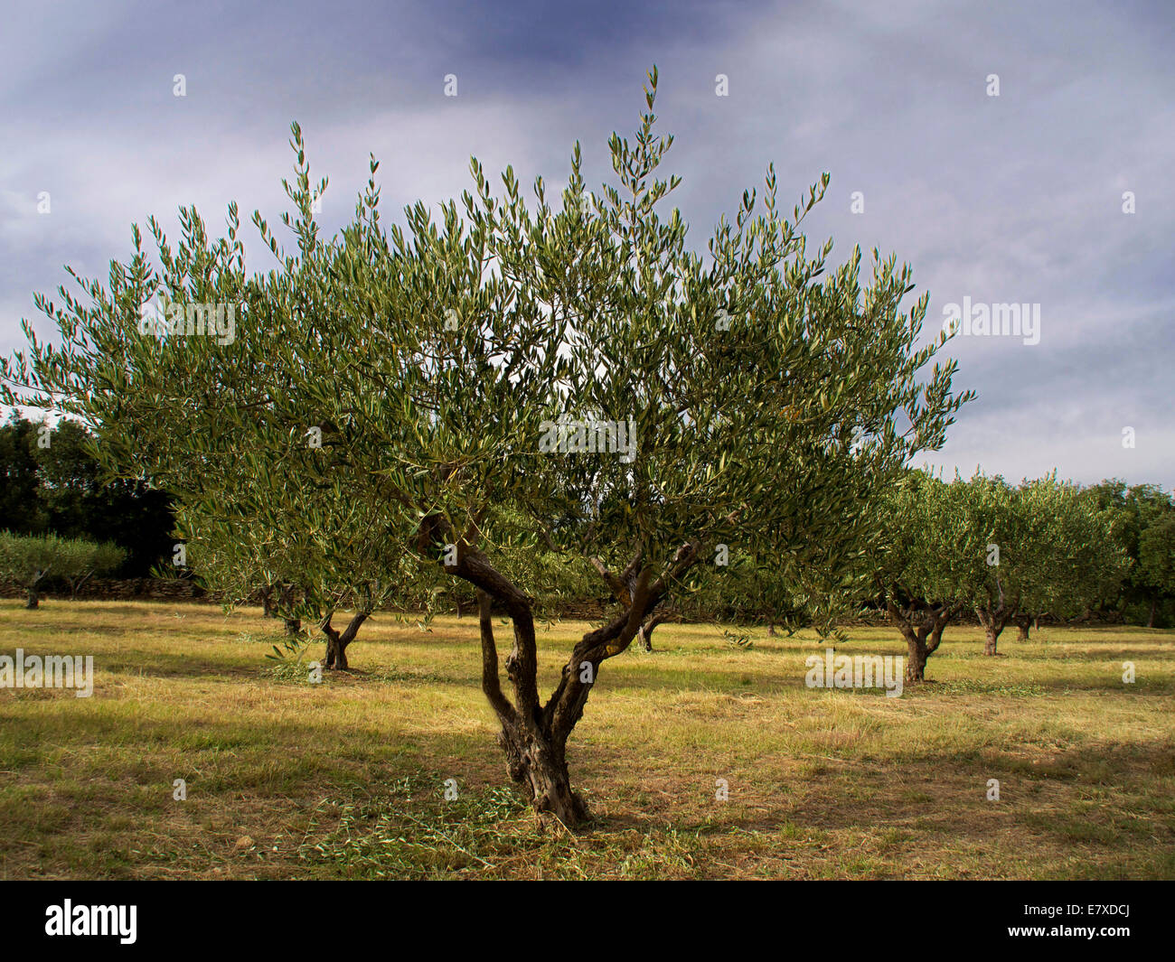 Olive tree, gard, Languedoc-Roussillon, France, Europe Stock Photo