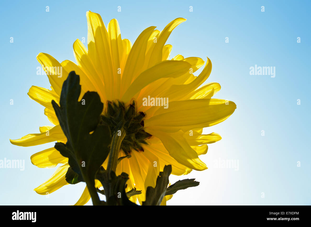 Yellow chrysanthemum flower blossom in the sunlight Stock Photo