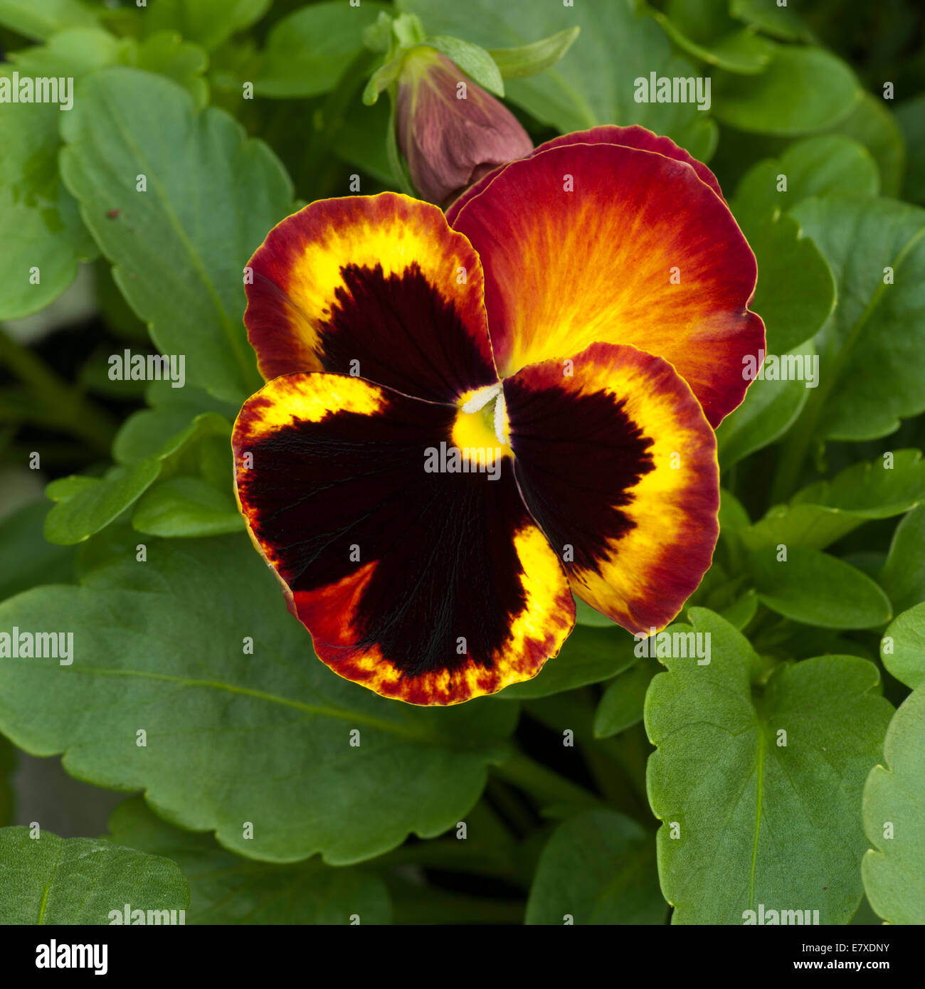 Pansy ' Fire ' Stock Photo