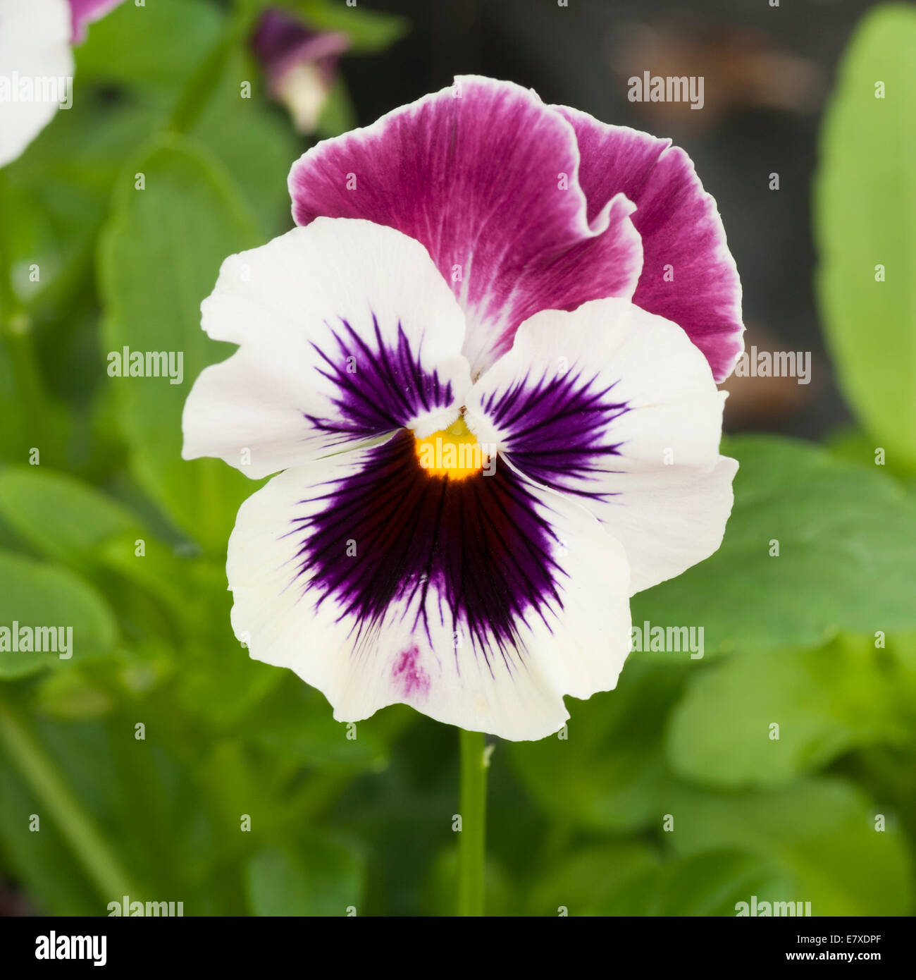 Purple and White Pansy ' Fizzy Raspberry ' Stock Photo