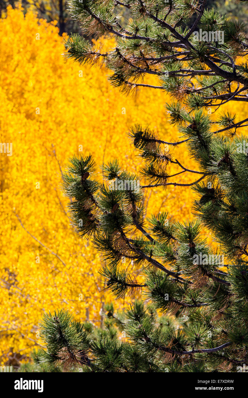 Close-up of Pinus ponderosa, ponderosa pine, bull pine, blackjack pine,or western yellow pine needles and Aspen fall foliage Stock Photo