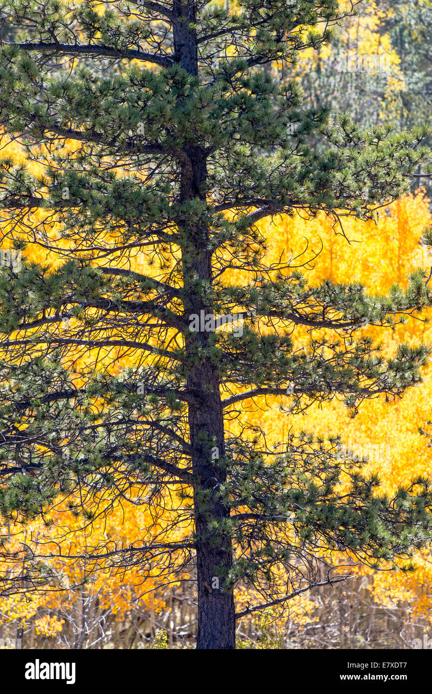 Pinus ponderosa, ponderosa pine, bull pine, blackjack pine,or western yellow pine needles and Aspen fall foliage colors Stock Photo