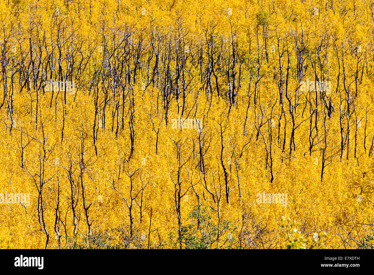 Fall foliage with autumn colors, Aspen Ridge, Central Colorado, USA Stock Photo