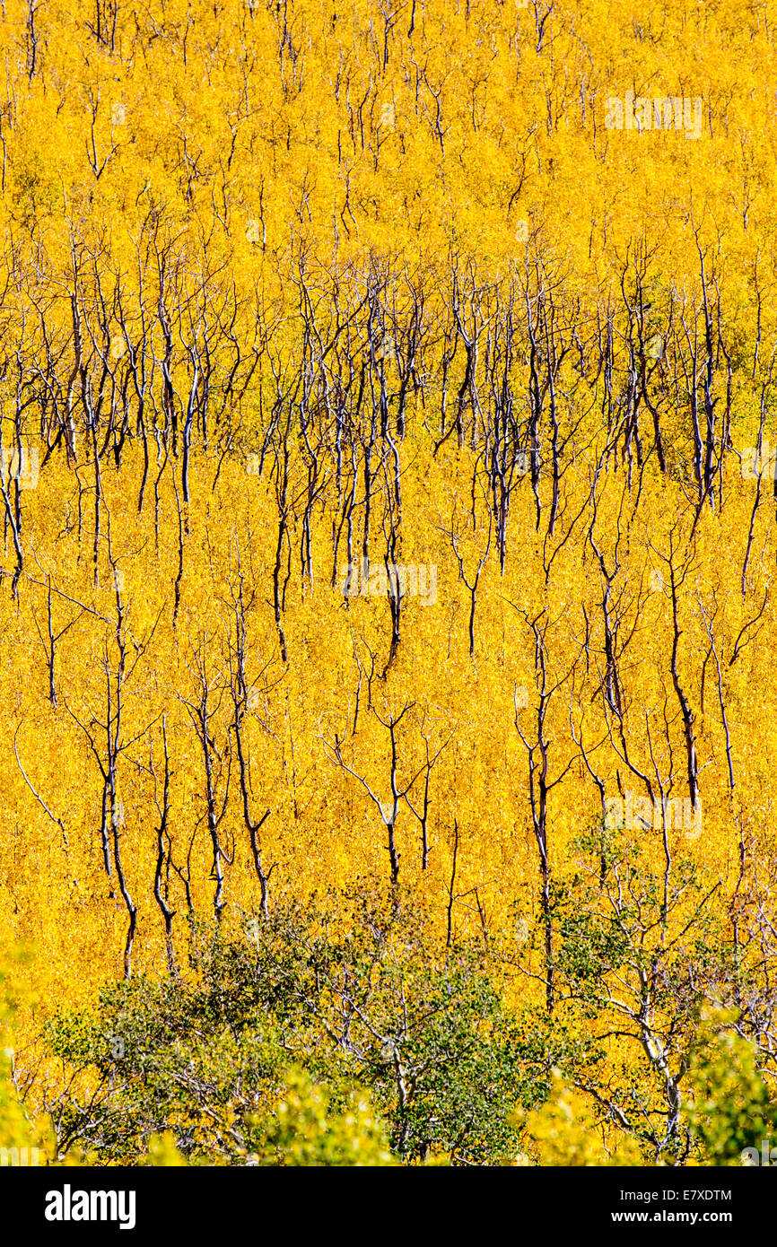 Fall foliage with autumn colors, Aspen Ridge, Central Colorado, USA Stock Photo