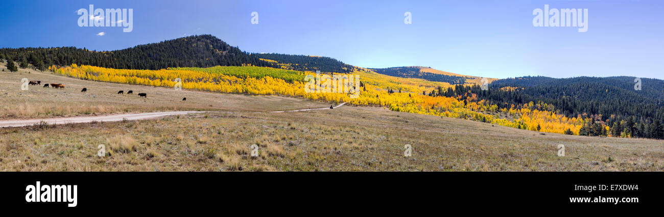 Wide panorama view of fall foliage with autumn colors, Aspen Ridge, Central Colorado, USA Stock Photo