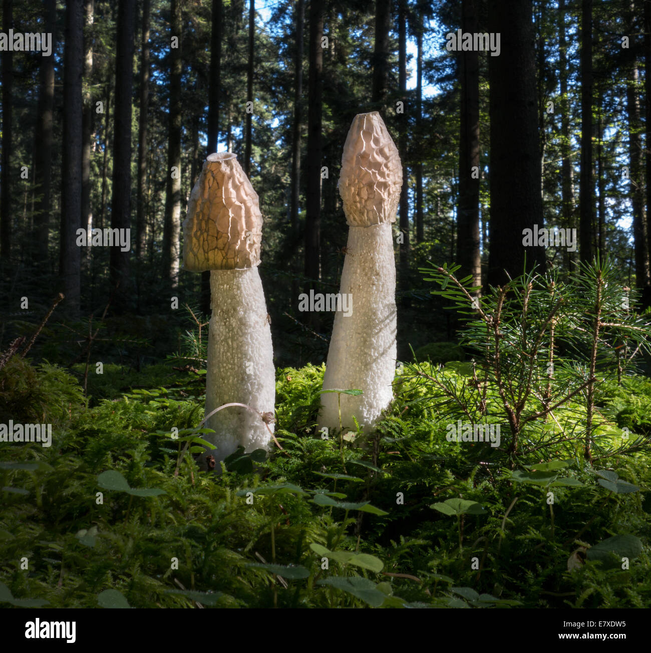 Common stinkhorn - Phallus impudicus Stock Photo