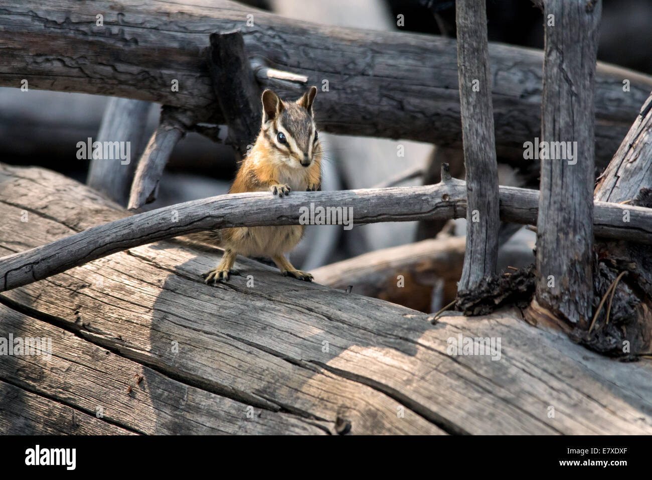 The Uinta chipmunk lives in montane and subalpine forests of the western United States Stock Photo