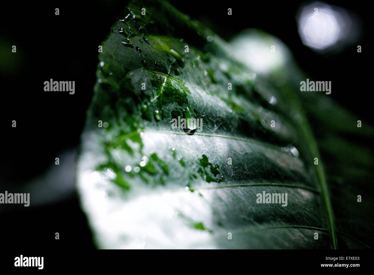 Close up of a green leaf with waterdrops and sunlight Stock Photo