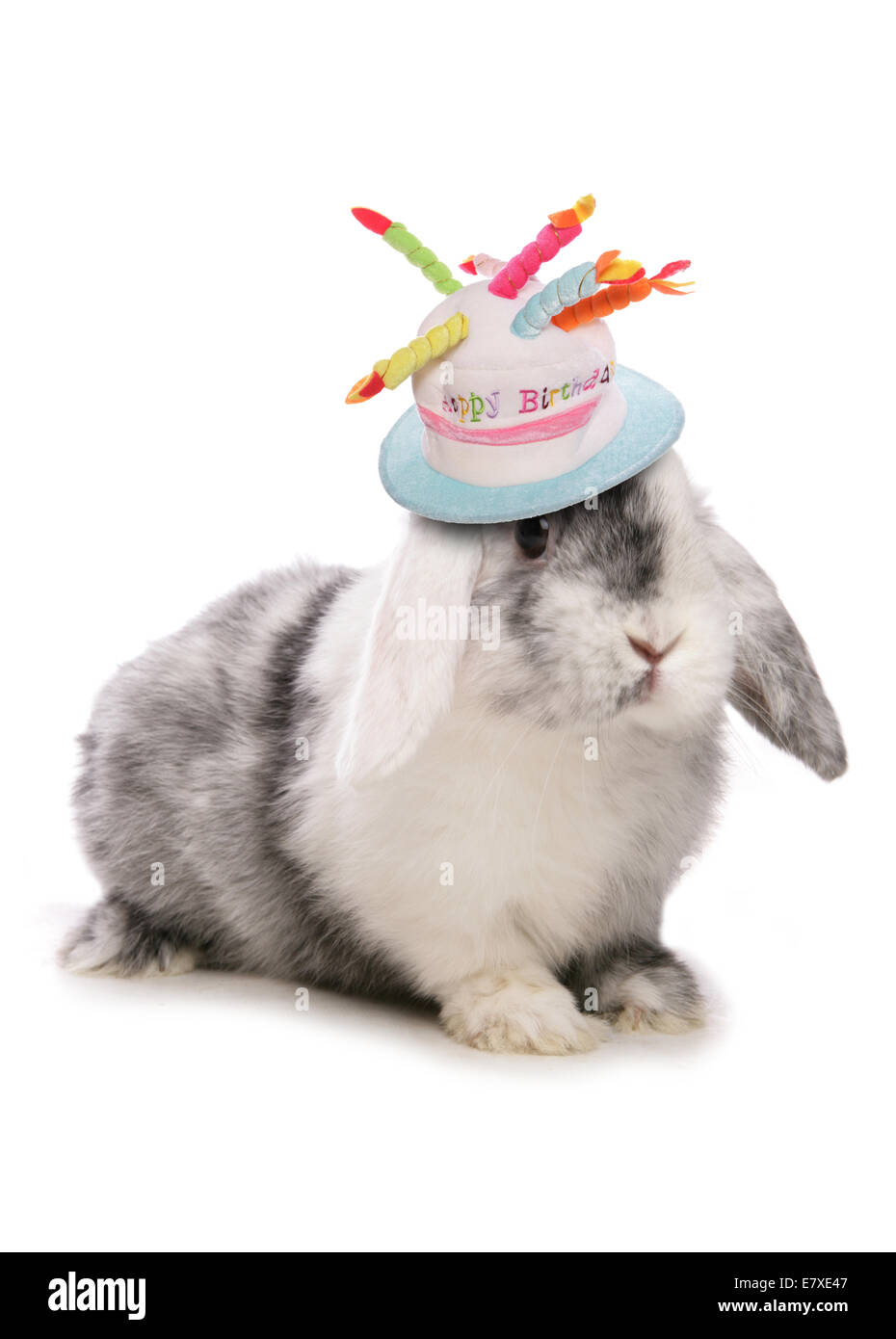 Domestic Rabbit With Birthday Hat Cutout Stock Photo Alamy Domestic Rabbit With Birthday Hat Cutout Stock Photo Alamy
