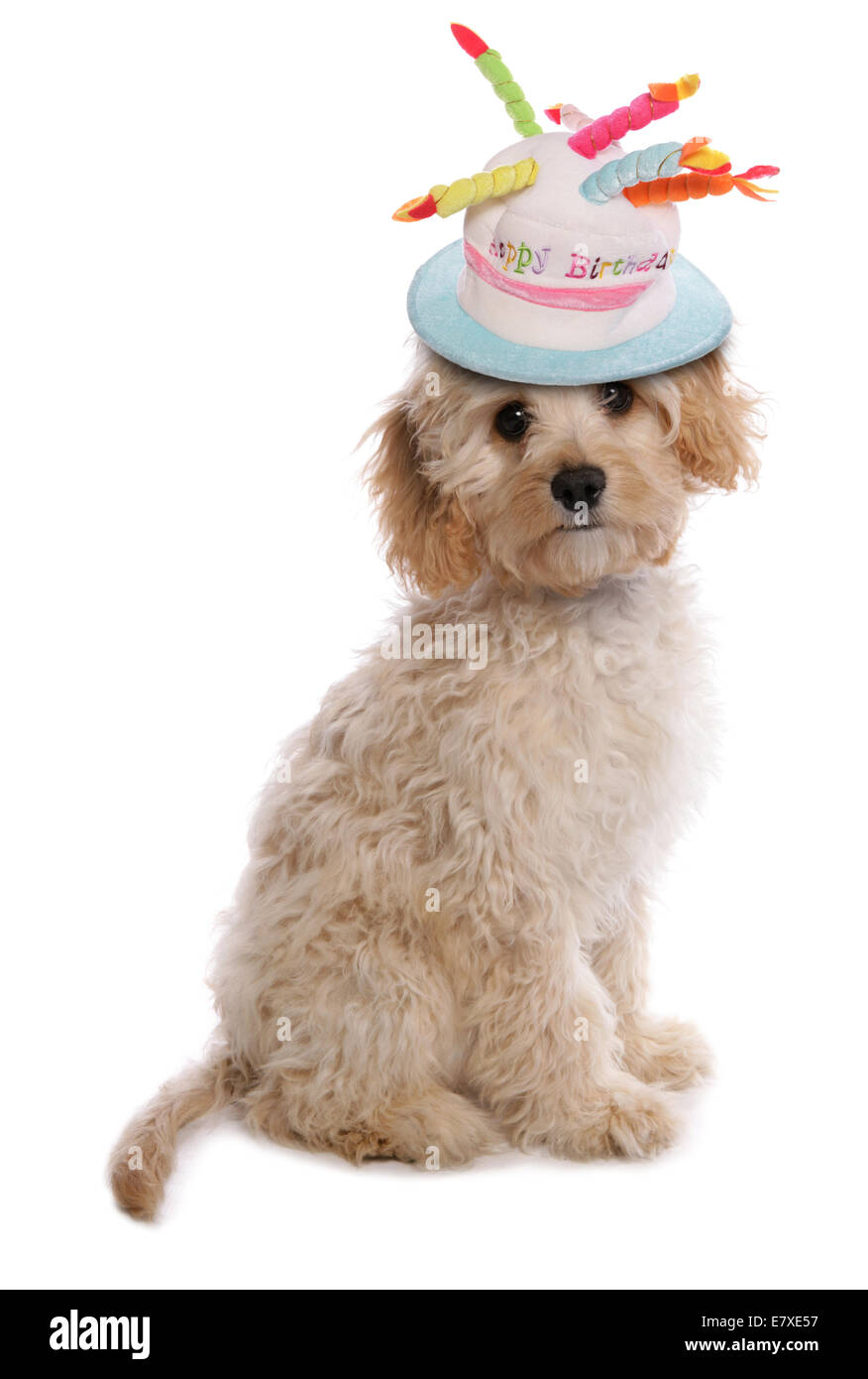 happy birthday labradoodle puppy dog Stock Photo