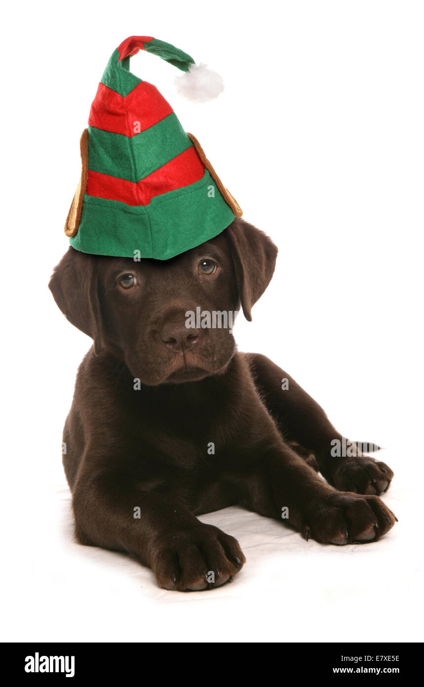 Happy christmas puppy dog wearing elf hat Stock Photo - Alamy