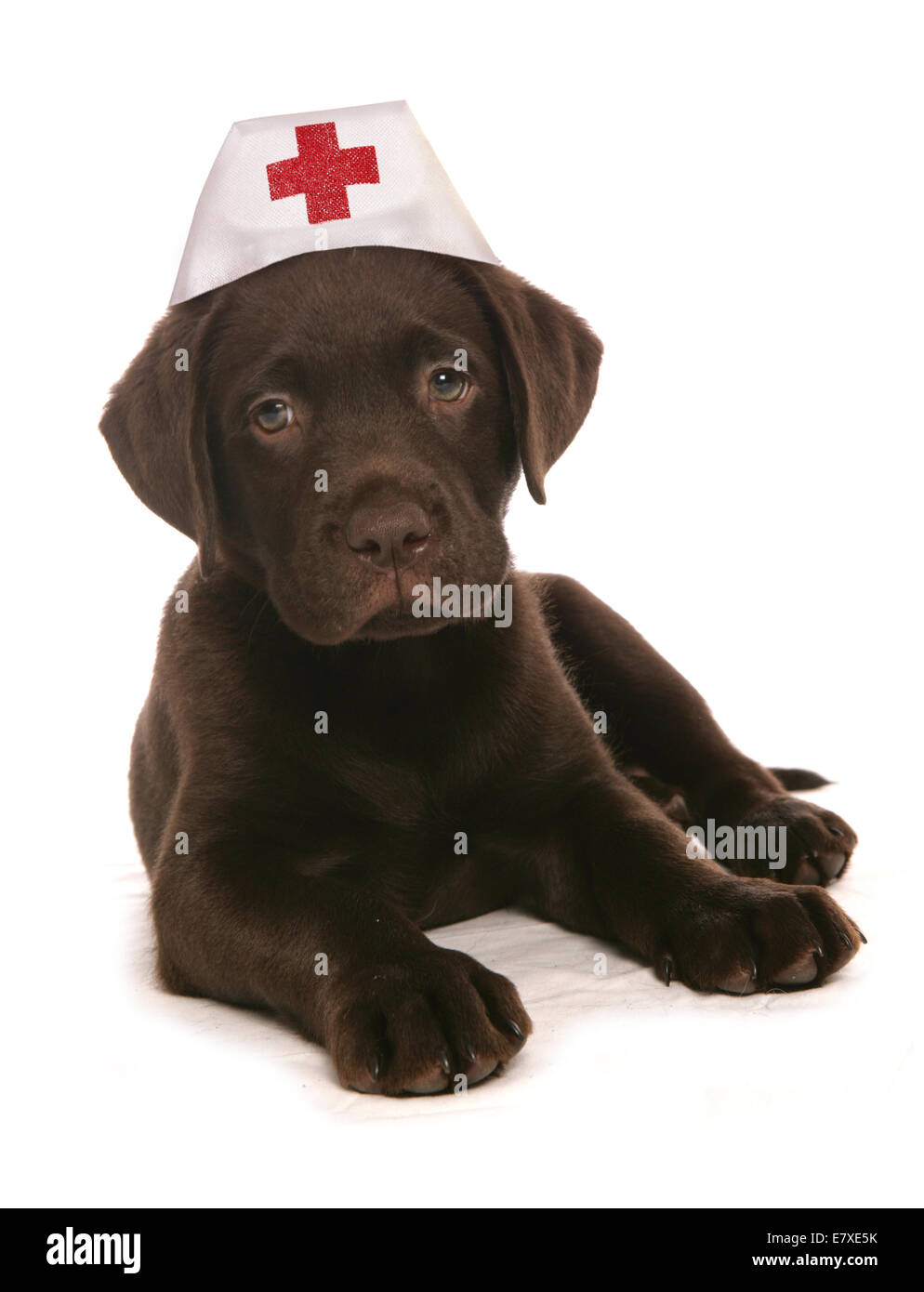 Labrador retiever wearing nurses hat Stock Photo