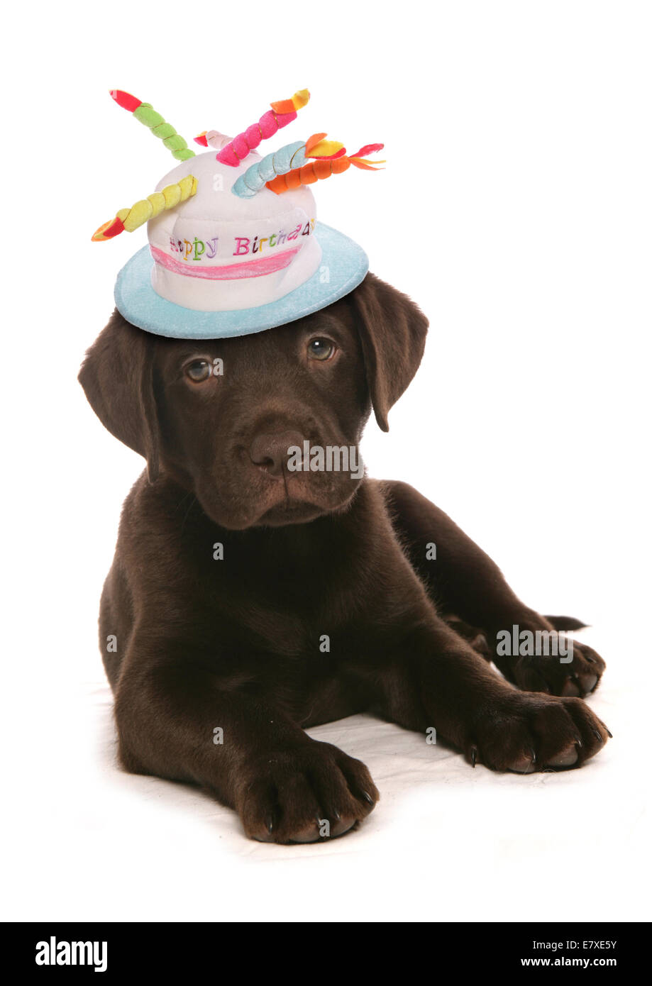 Happy birthday labrador retriever puppy dog Stock Photo - Alamy