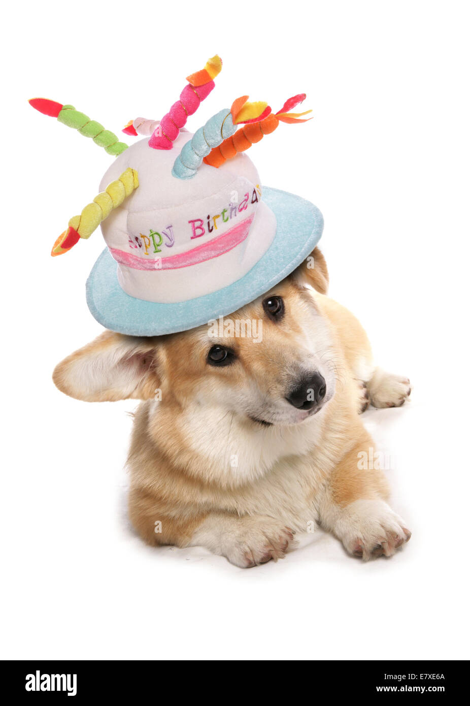 Welsh Corgi wearing a happy birthday hat Stock Photo Alamy