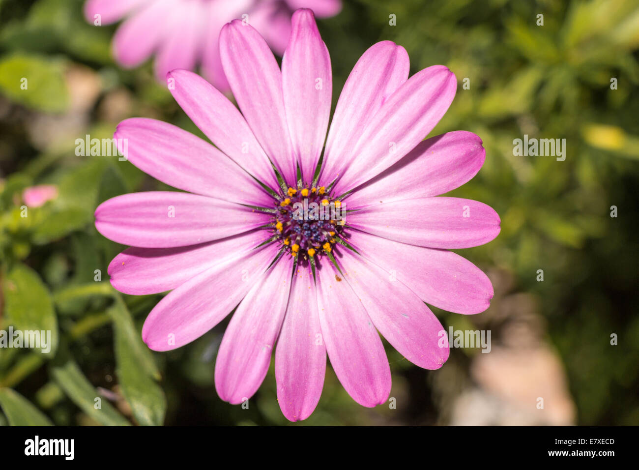Big purple daisy on a green background Stock Photo