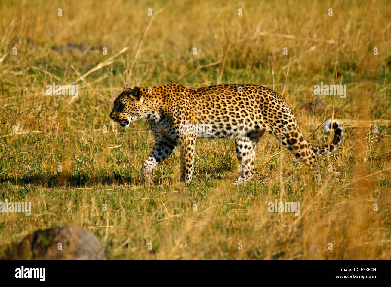 Big beautiful African leopard stalking in the long grass , top predator one of the big five Stock Photo