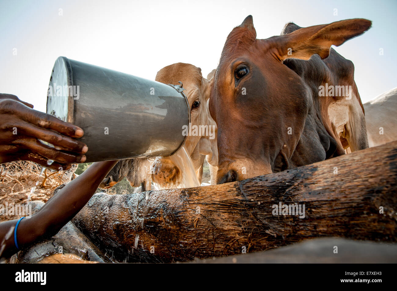 Cattle drink from wells dug by Samburu warriors in Sara Conservancy in Northern Kenya. (Photo by Ami Vitale) Stock Photo