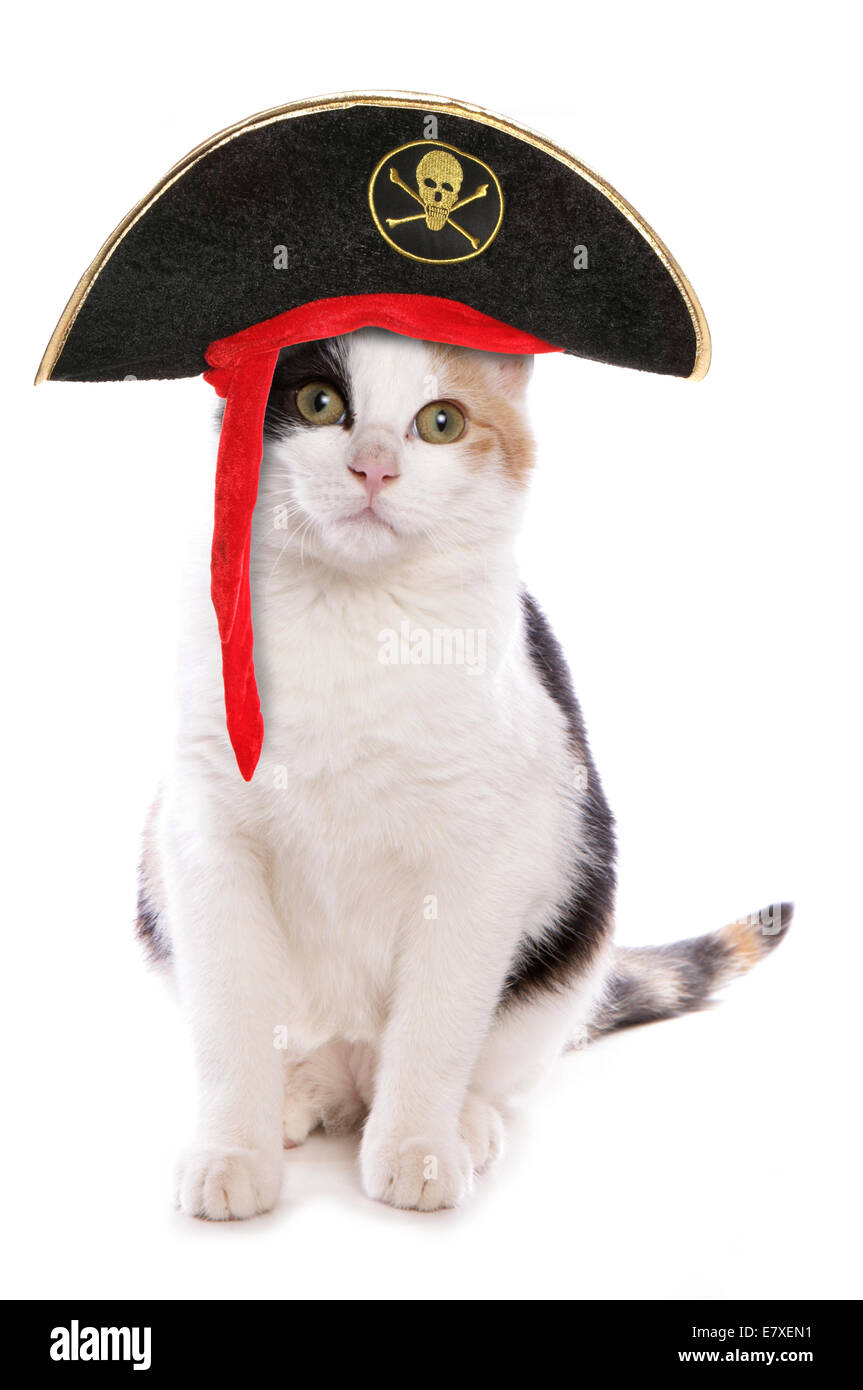 Cat hat not illustration hires stock photography and images Alamy