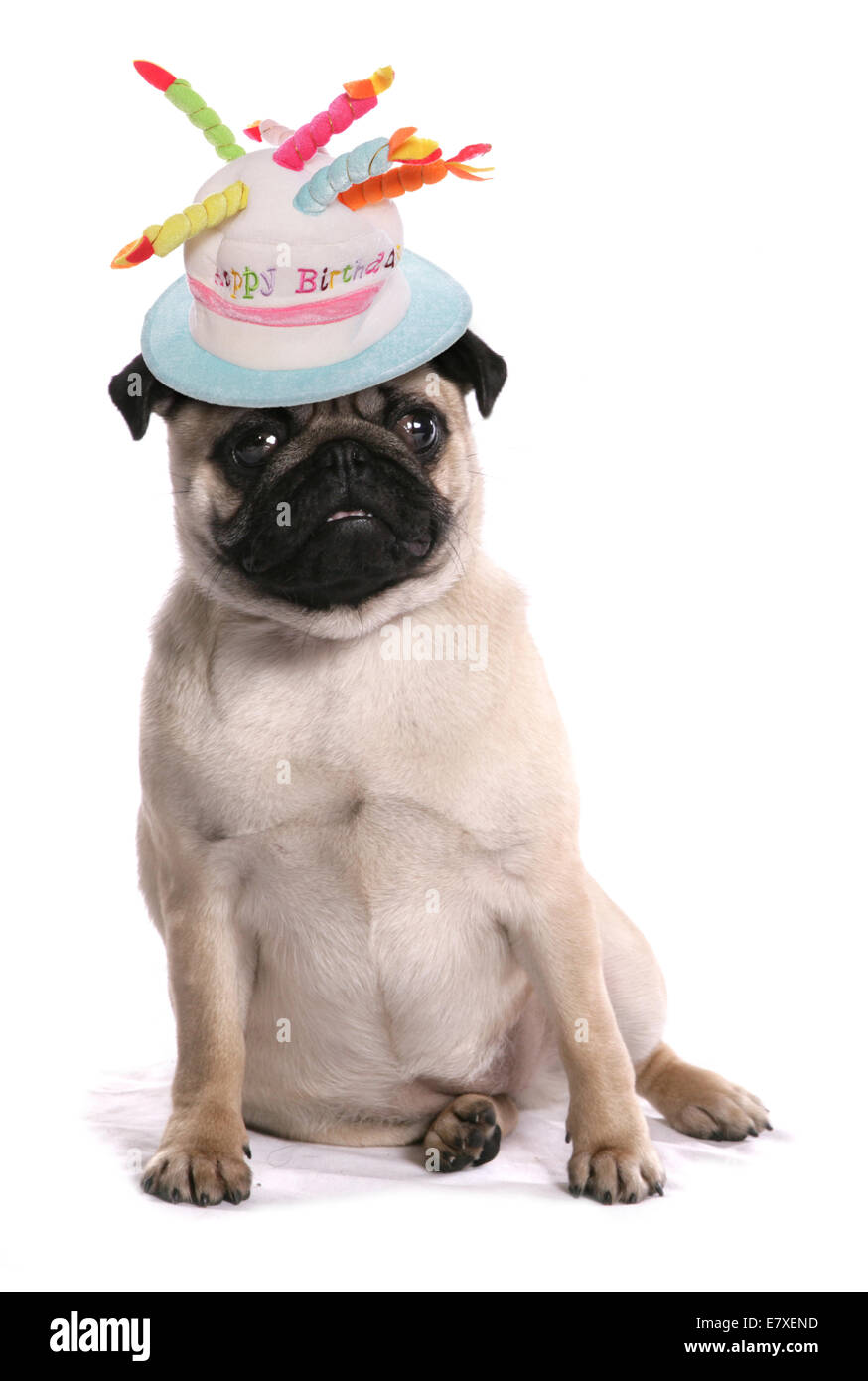 Pug Dog wearing birthday hat Stock Photo