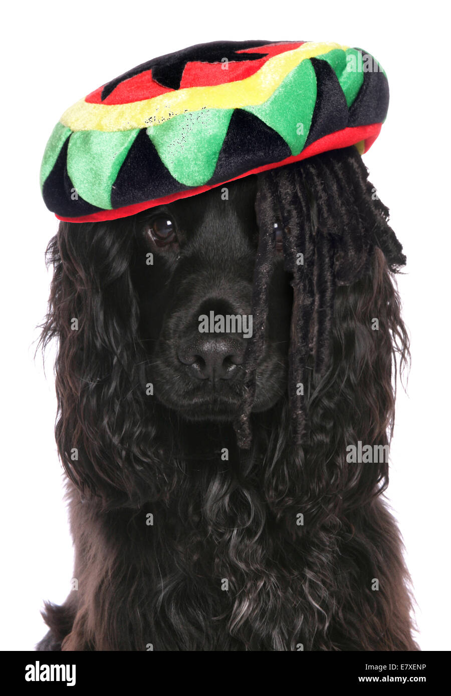 Dog top rasta hat
