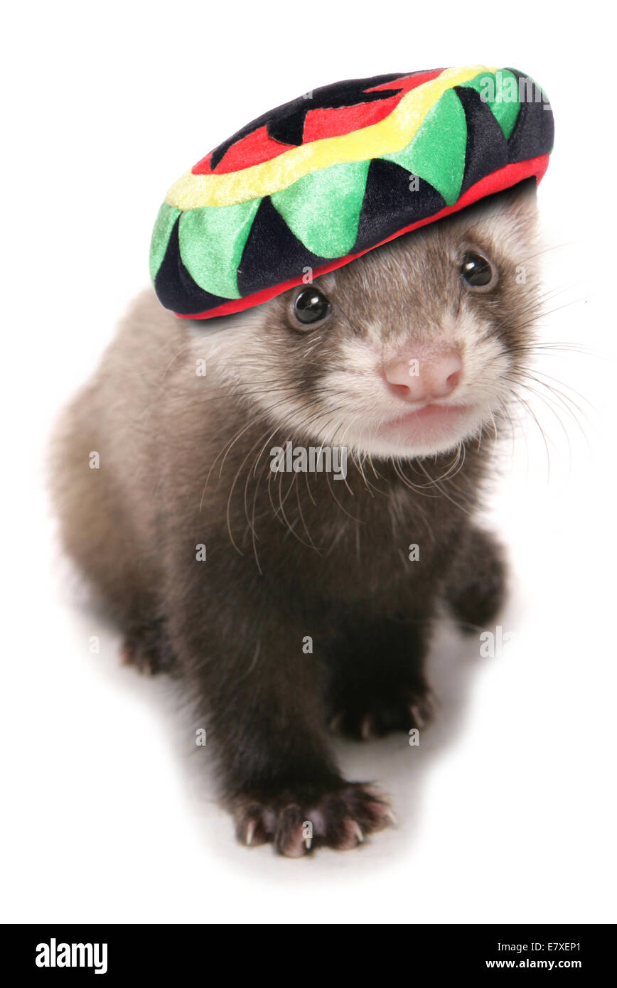 polecat ferret wearing a Rastafarian hat Stock Photo: 73726409 - Alamy