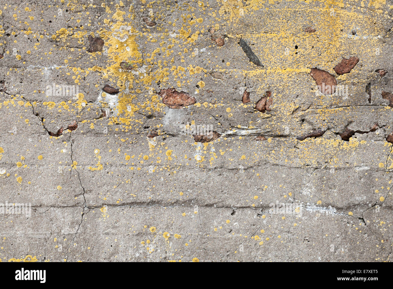 Old dark concrete wall with yellow lichen background photo texture Stock Photo