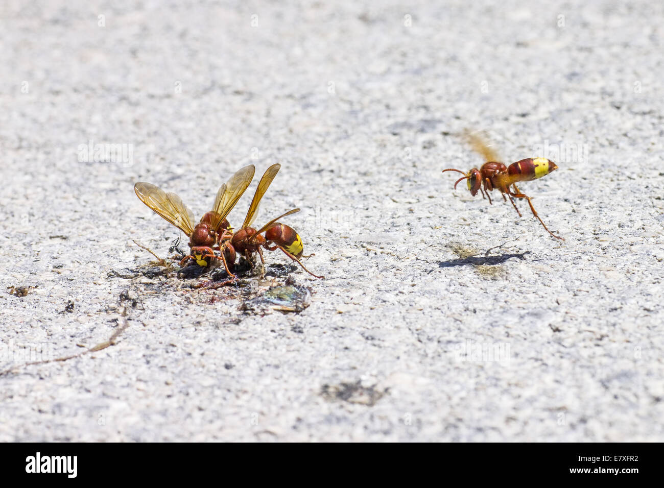 The Oriental hornet Vespa orientalis Stock Photo