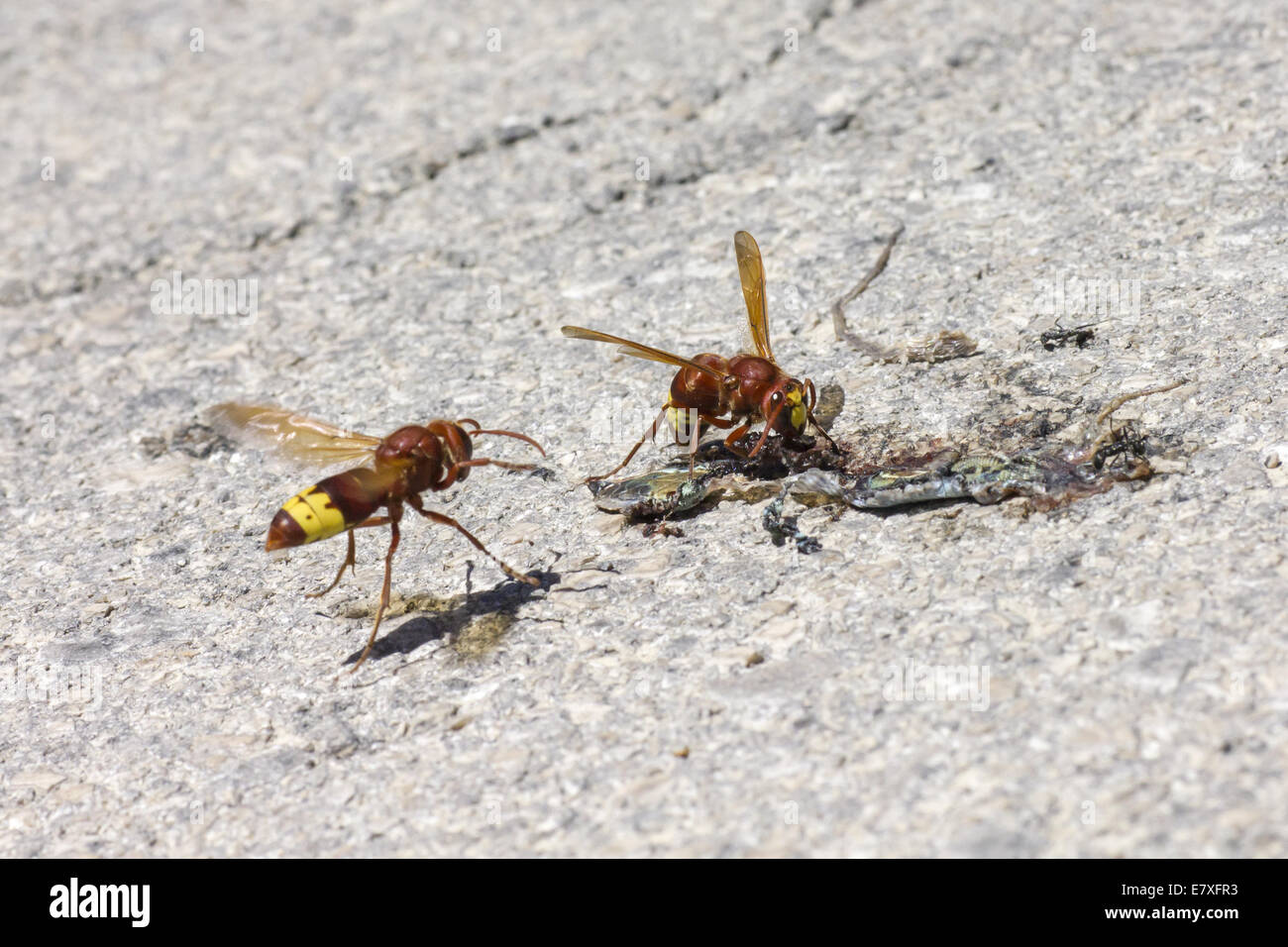 The Oriental hornet Vespa orientalis Stock Photo
