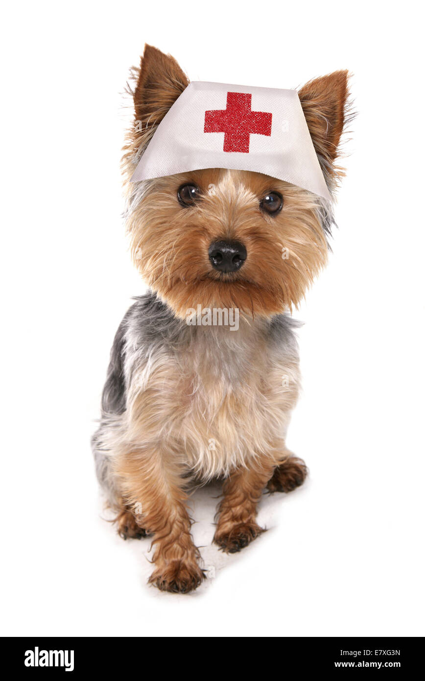 Yorkshire terrier wearing red cross hat Stock Photo