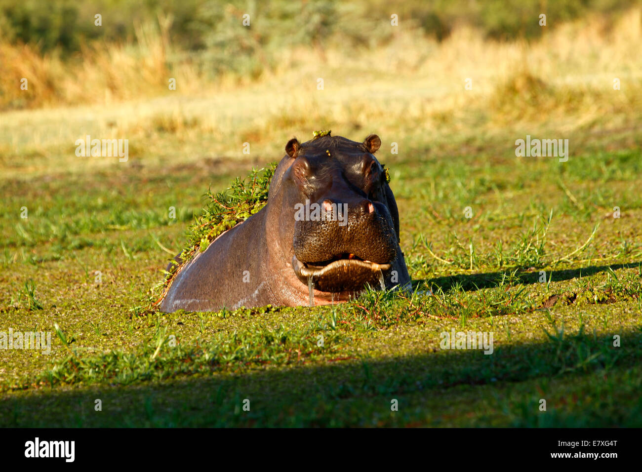 Hippo half submerged in a weed cover pool, they have huge mouths, herbivorous but do chomp people so are very dangerous Stock Photo