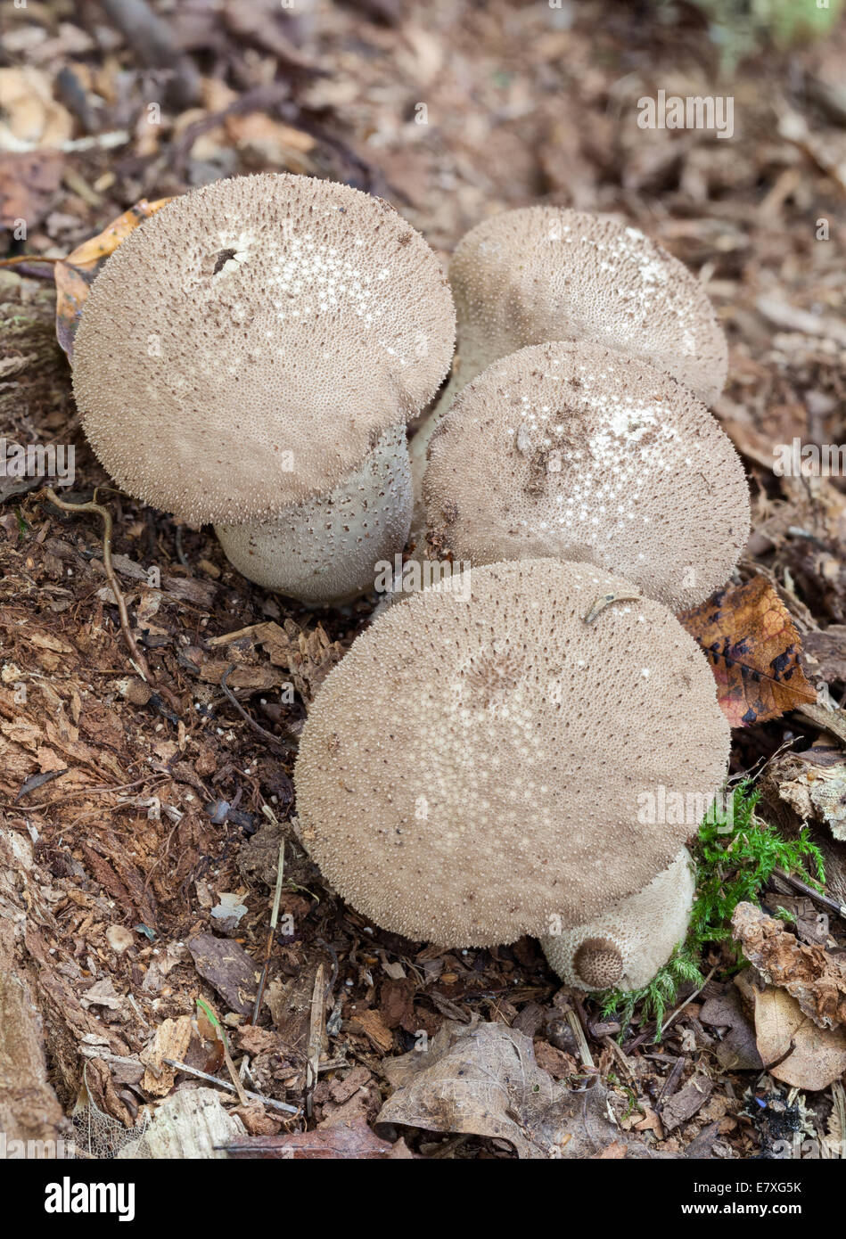 Common puffball mushrooms Stock Photo