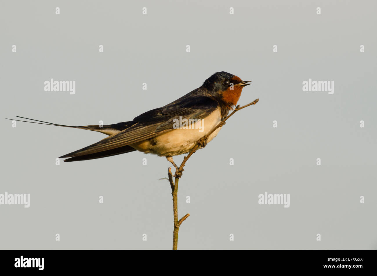 Swallow Hirundo rustica sitting on a branch Stock Photo