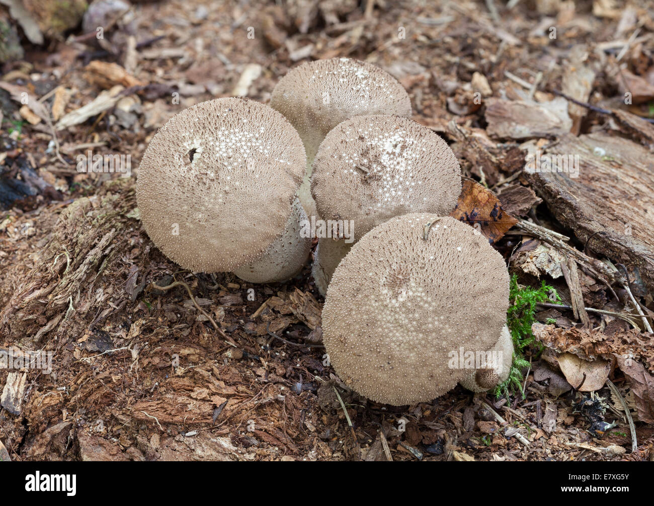 Common puffball mushrooms Stock Photo