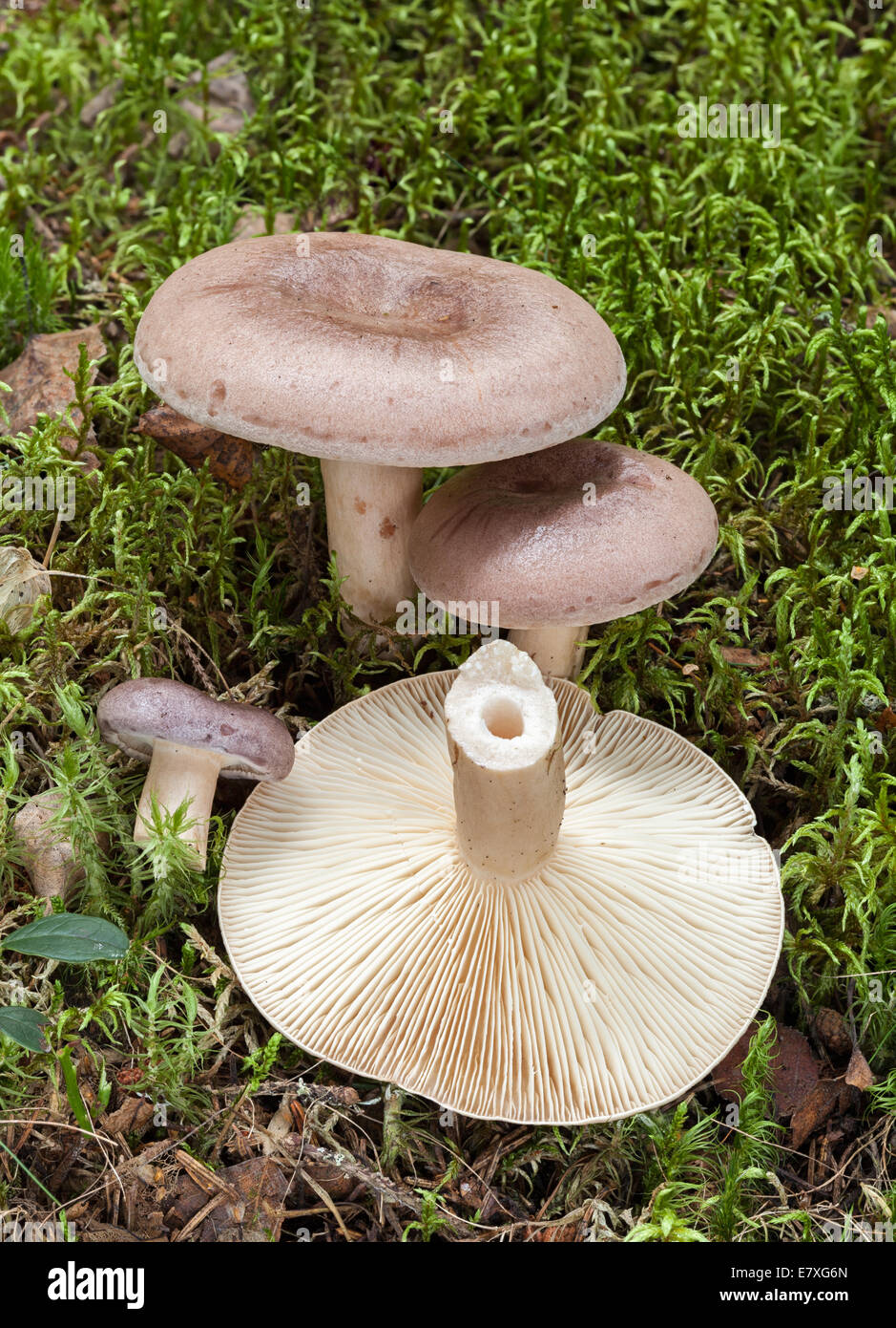 Lactarius trivialis mushrooms Stock Photo