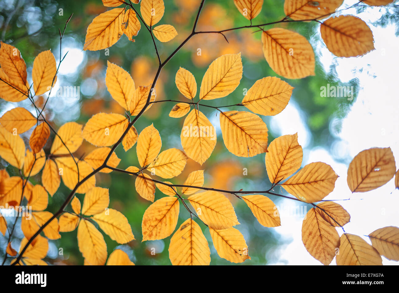 autumn leaves in forest closeup Stock Photo - Alamy