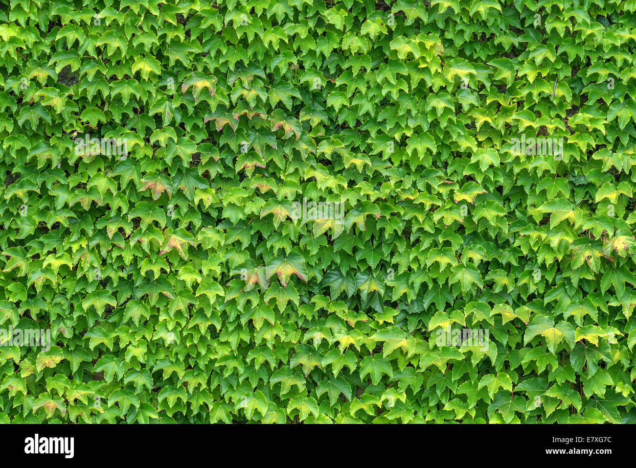 texture of ivy leaves closeup Stock Photo
