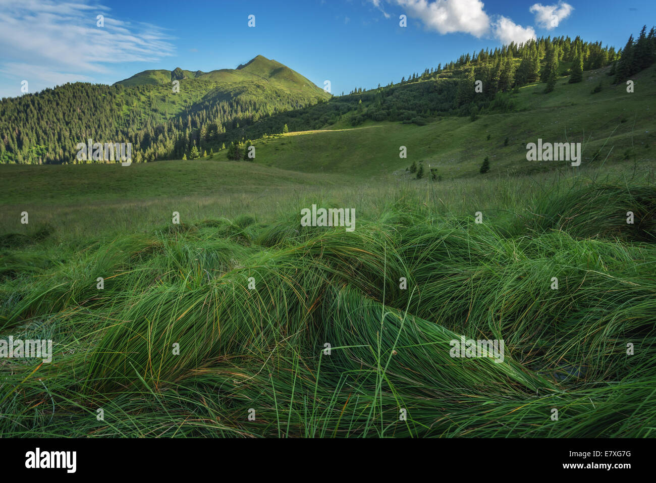 lush grass in high mountain Stock Photo