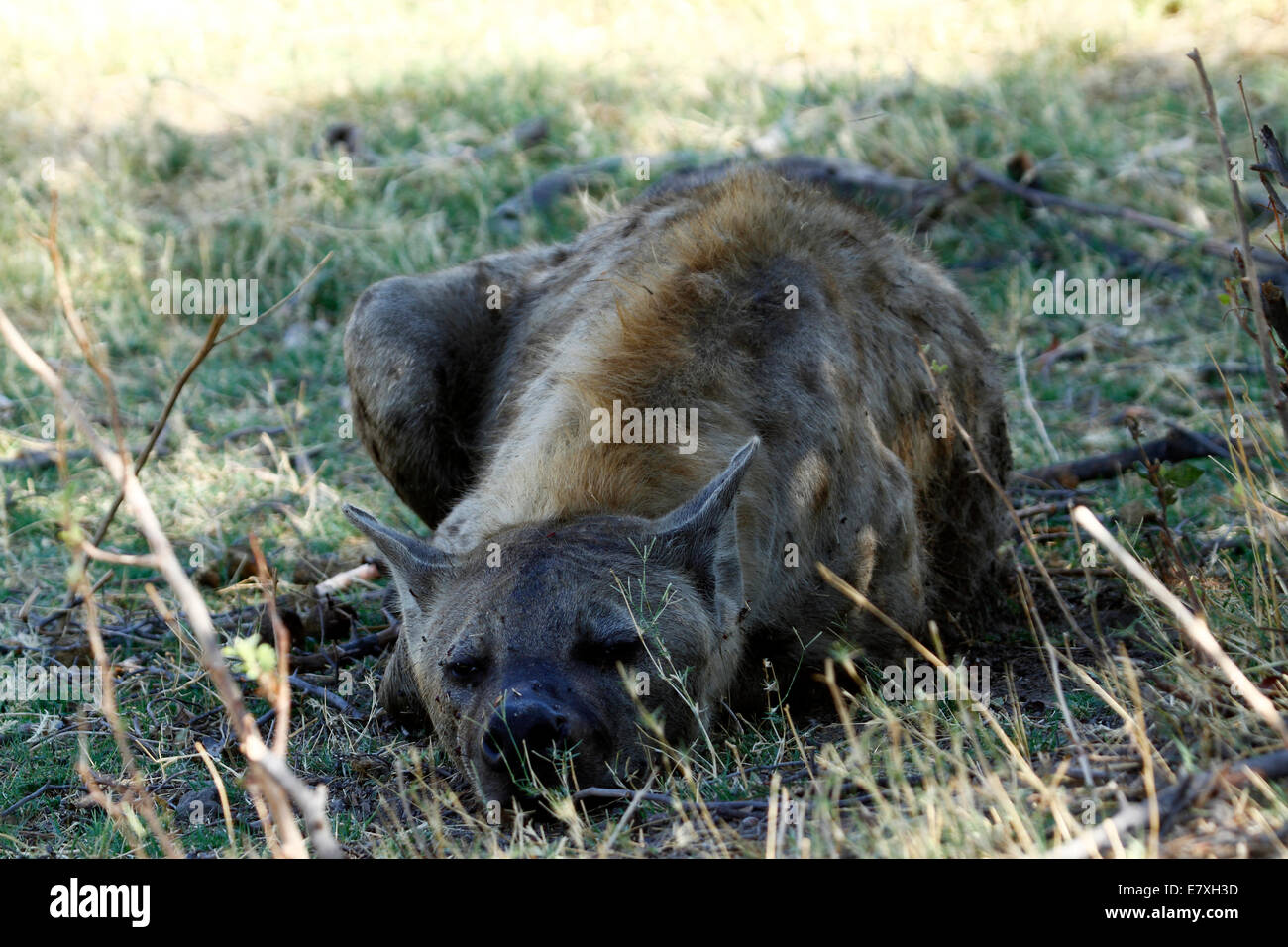 Spotted Hyena also known as the Laughing Hyena, they have very strong