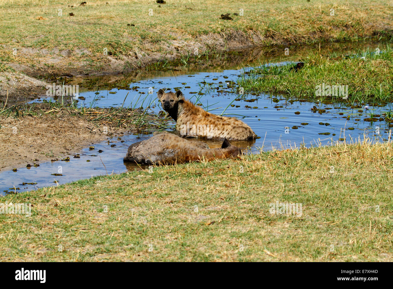Two Spotted Hyena also known as the Laughing Hyena, they have very