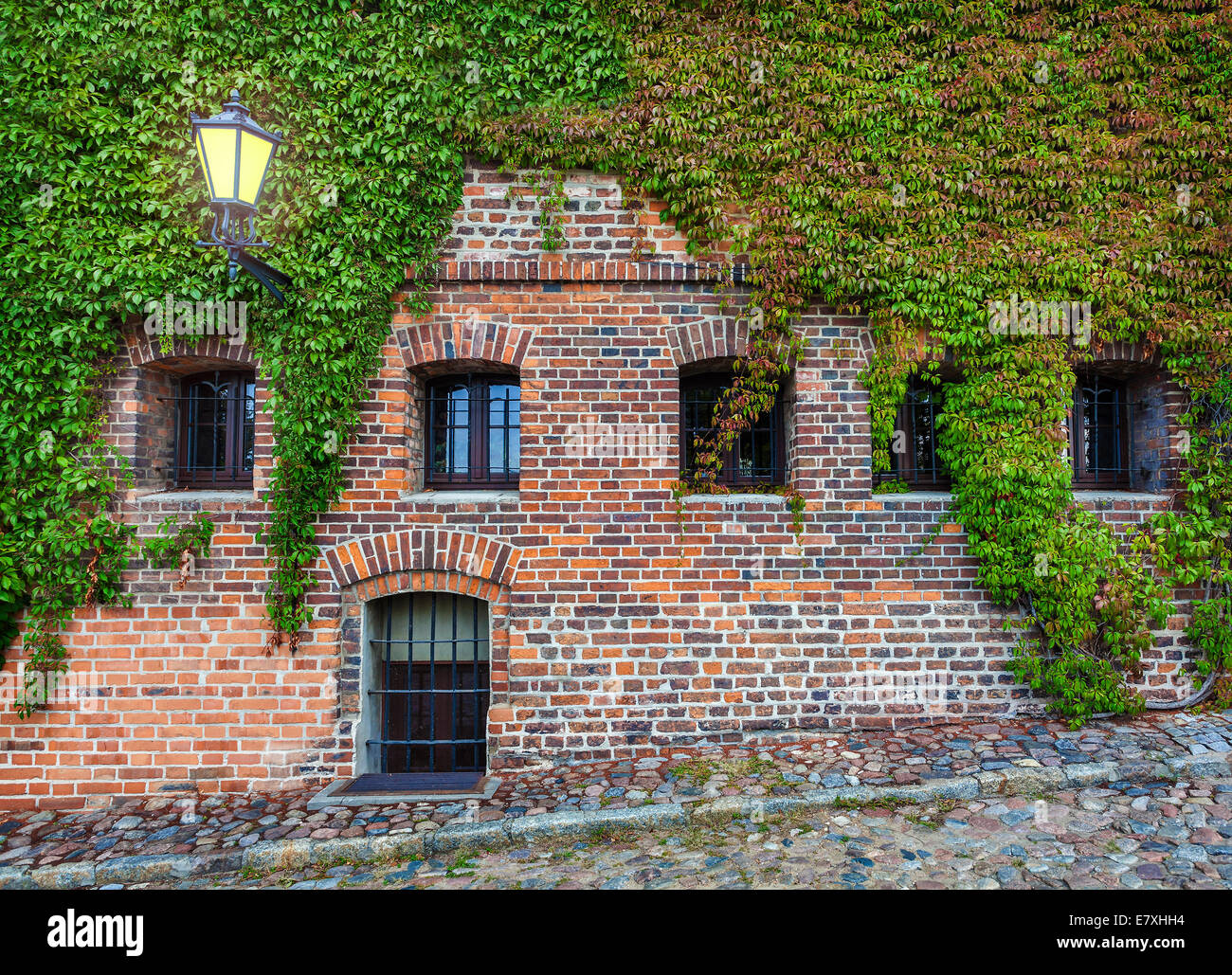 Old red brick wall with wild grapes. Stock Photo